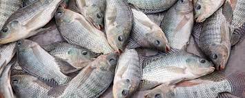 Tilapia fish
