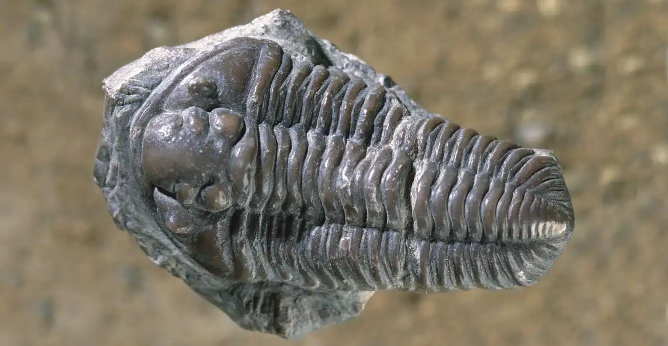 What are Trilobites?