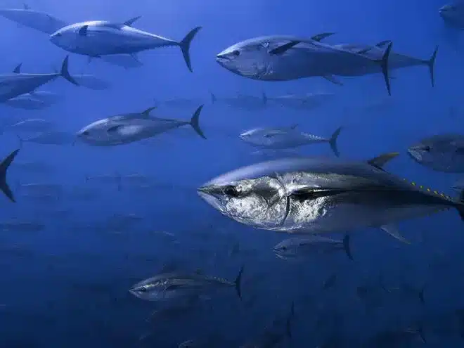 Tuna Fish