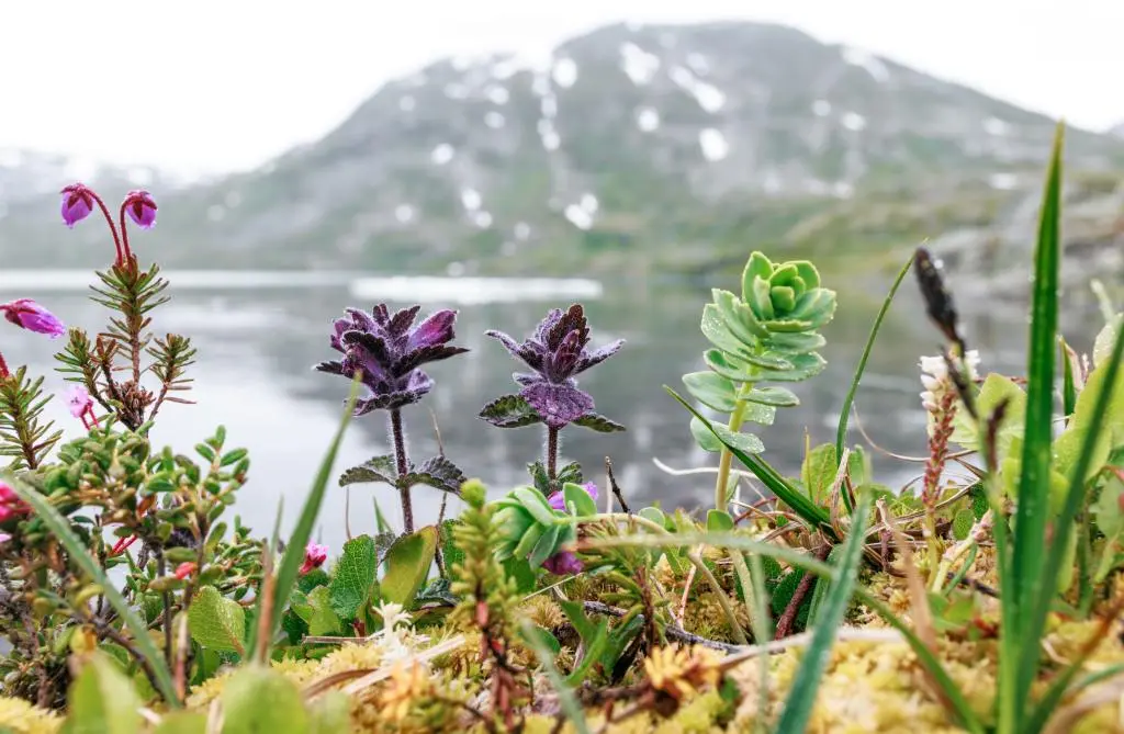Tundra Ecosystem