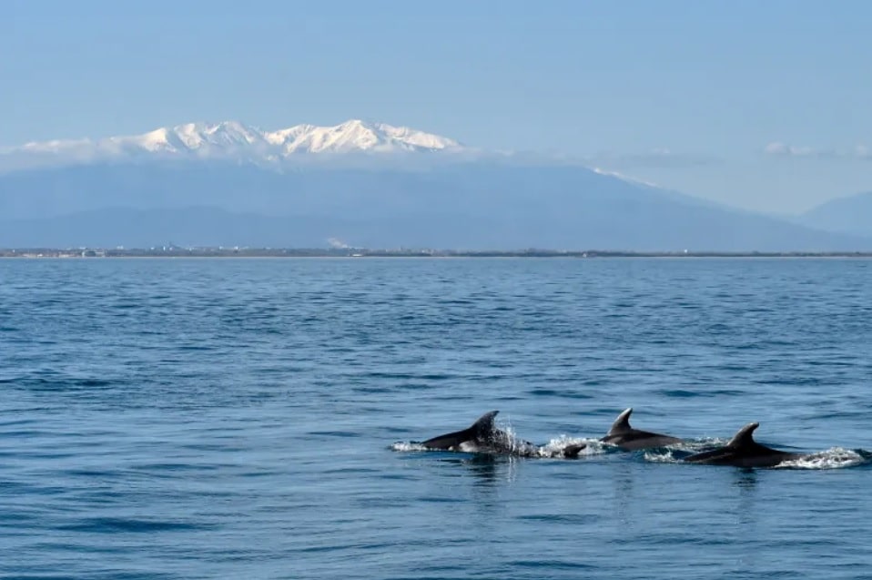 UN Adopts High Seas Treaty