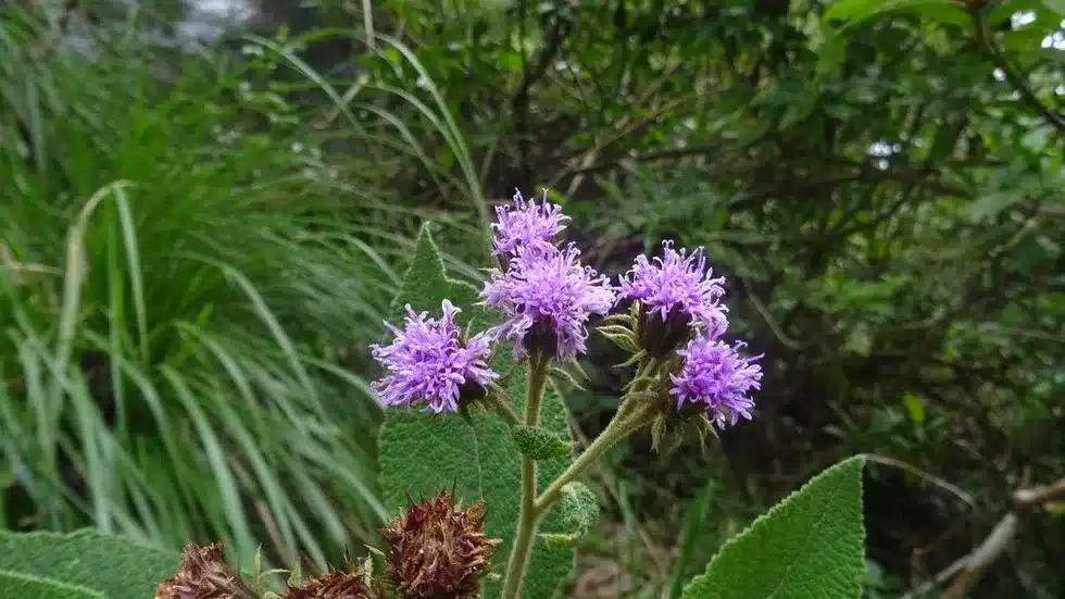 Uniyala multibracteata