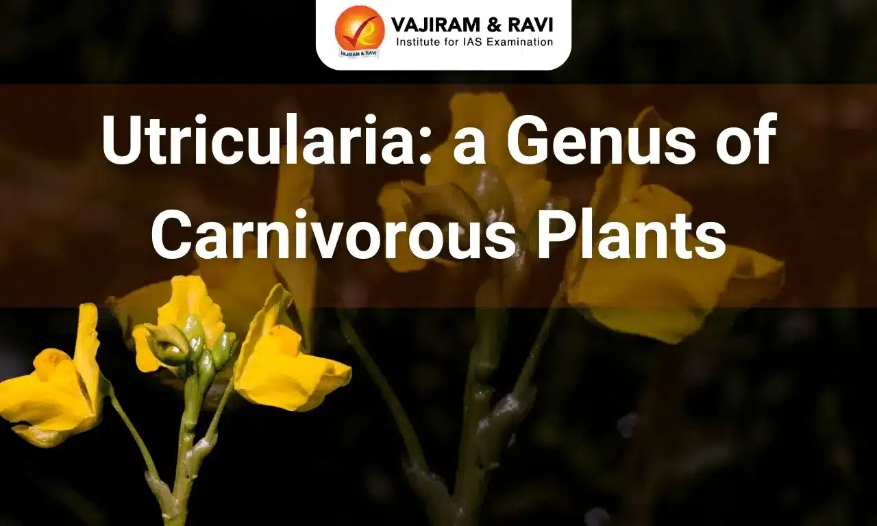 What is Utricularia?