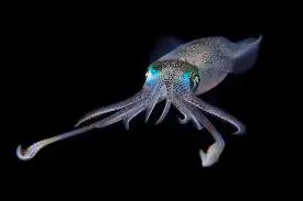 Vampire squid