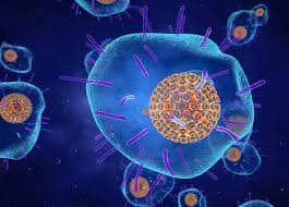 Varicella Zoster Virus