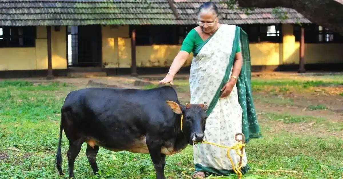 Vechur cow