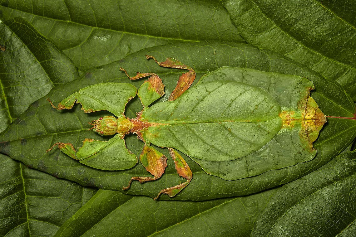 What are Walking Leaves?