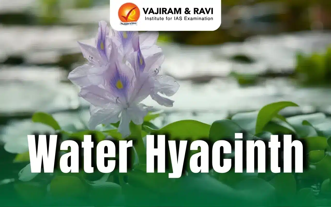Water hyacinth