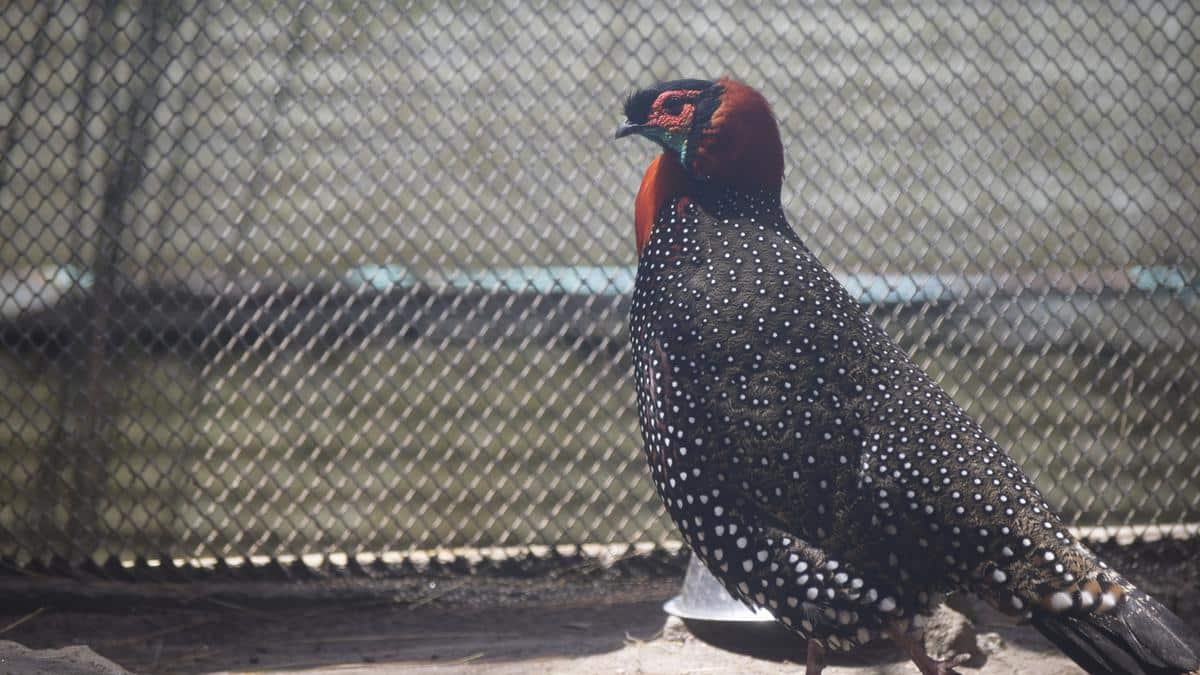 Western Tragopan