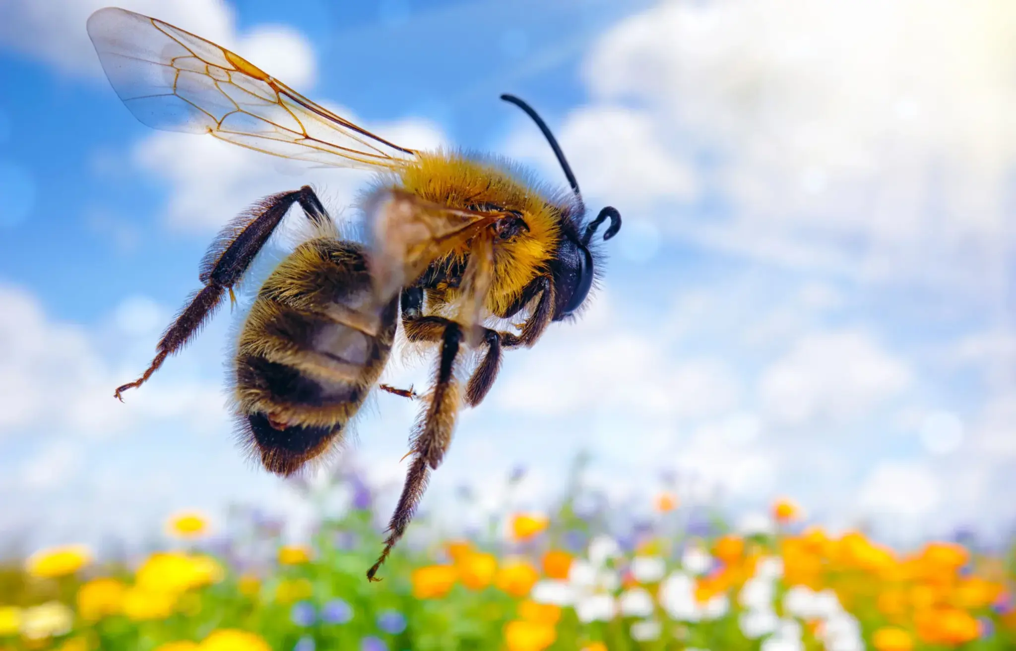 What are Bumblebees?