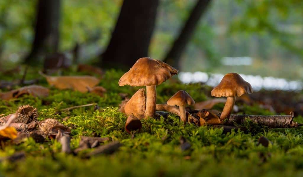 What are Fungi?
