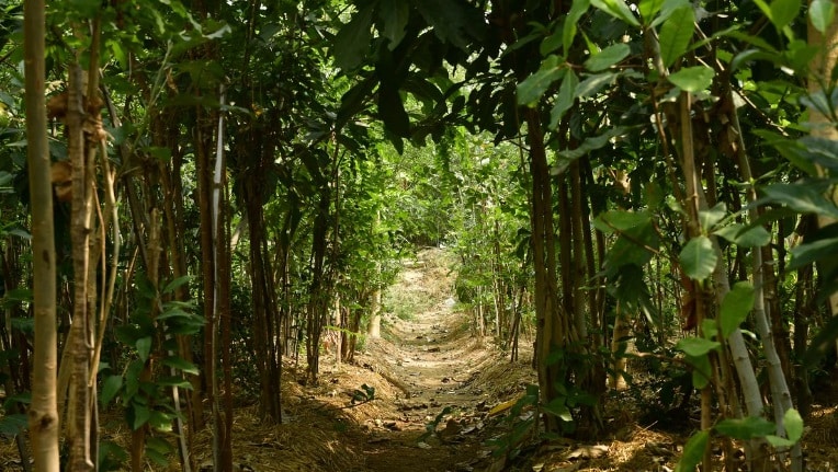 What are Miyawaki Forests?