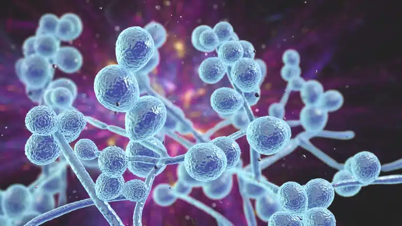 What is Candida auris (C. auris)?