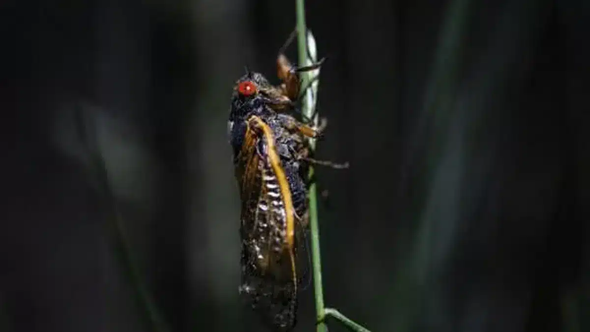 What is Cicada?