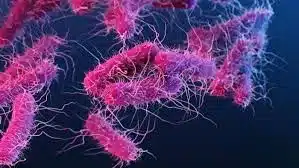 What is E. coli?