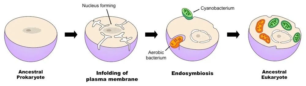 What is Endosymbiotic Theory?