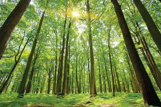 What is Global Forest Watch (GFW)?
