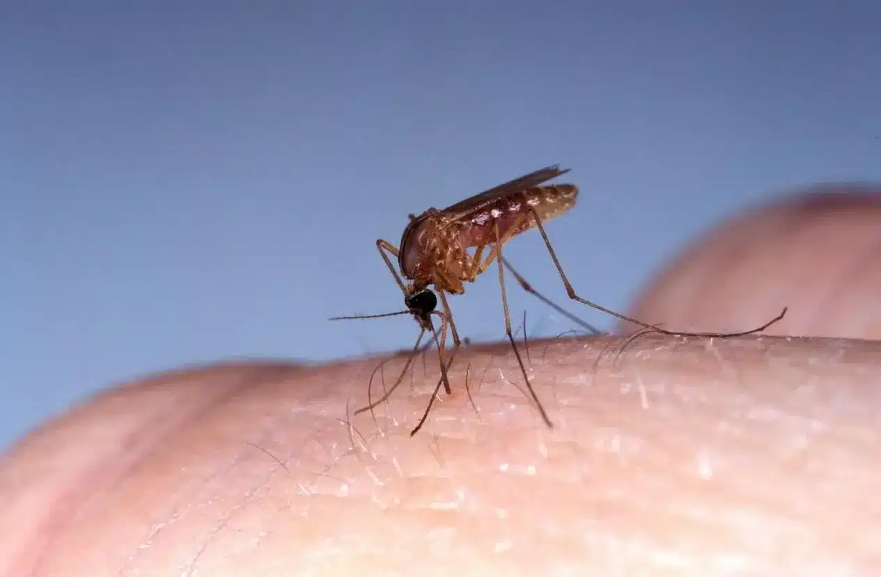 What is Oropouche Fever?