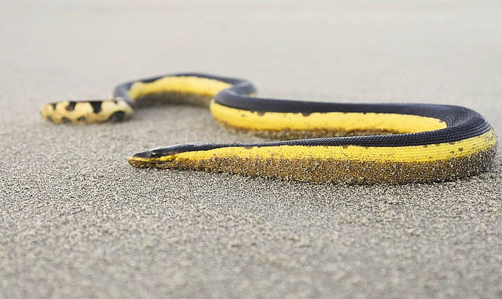 What is the Yellow-bellied Sea Snake?