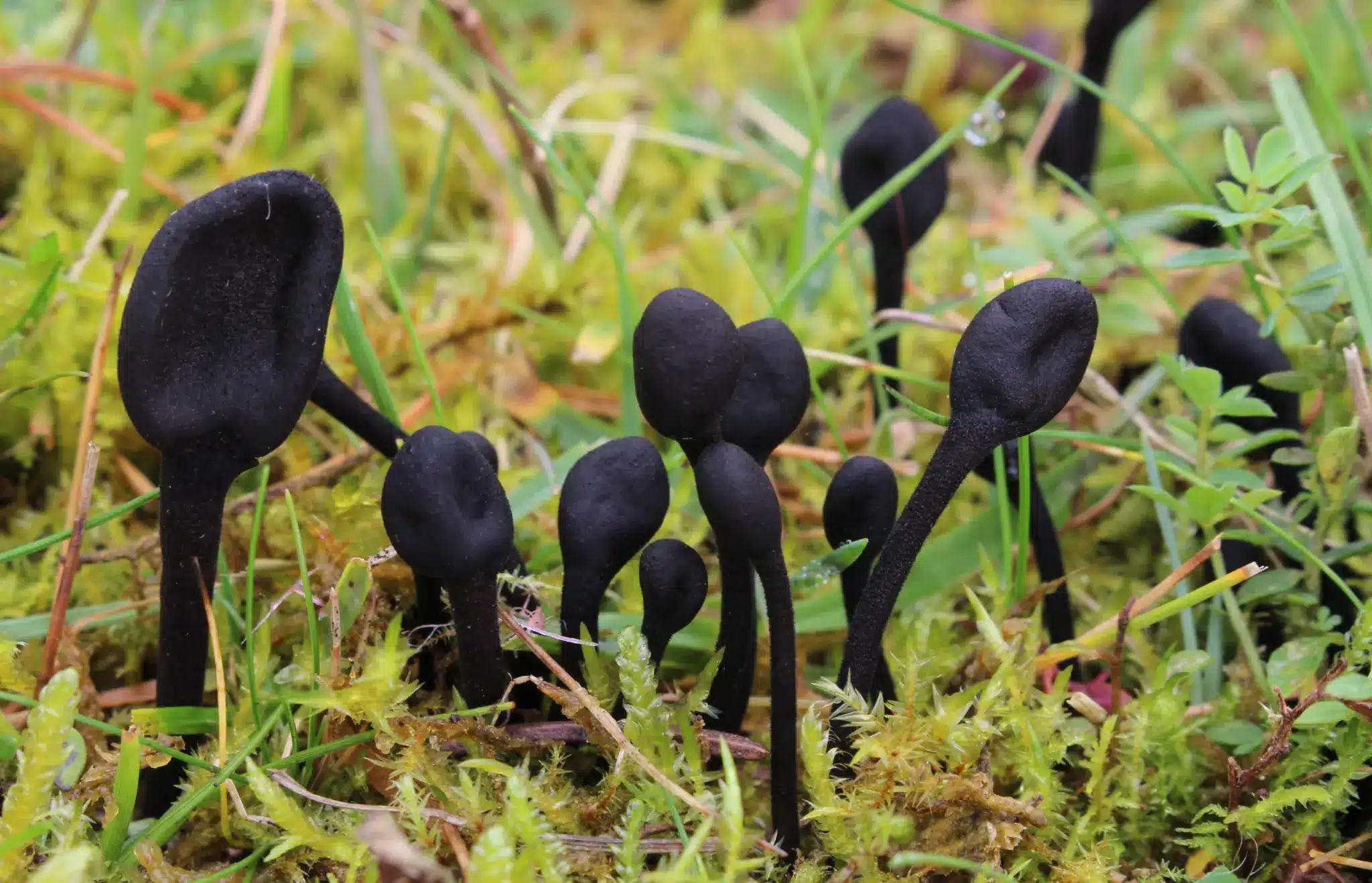 What is Trichoglossum?