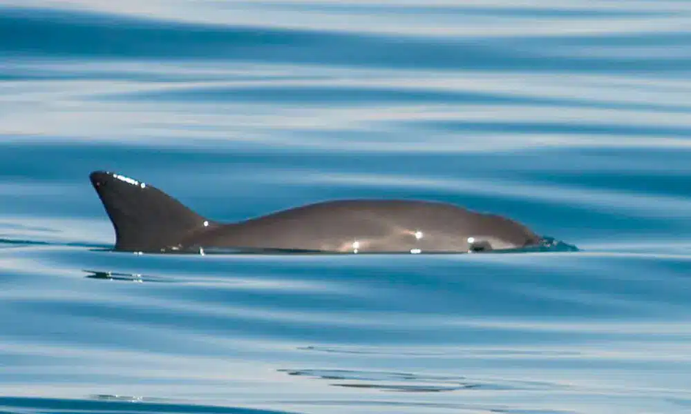 What is Vaquita?
