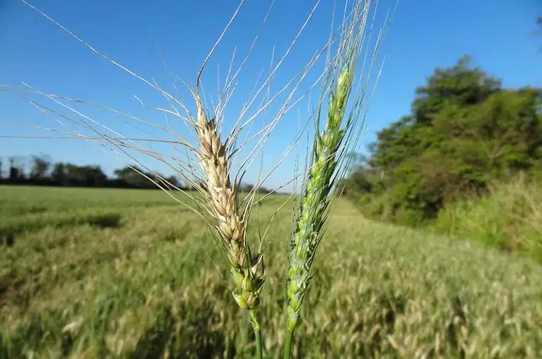 What is Wheat Blast?