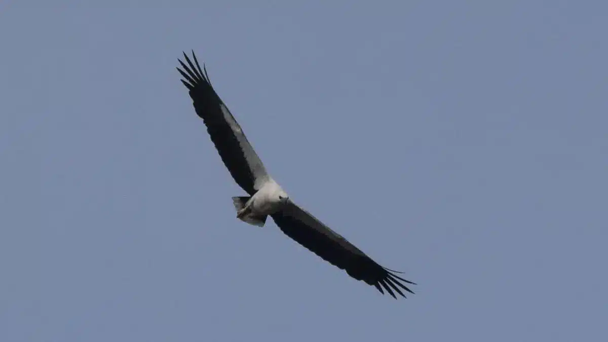 White-bellied sea eagle