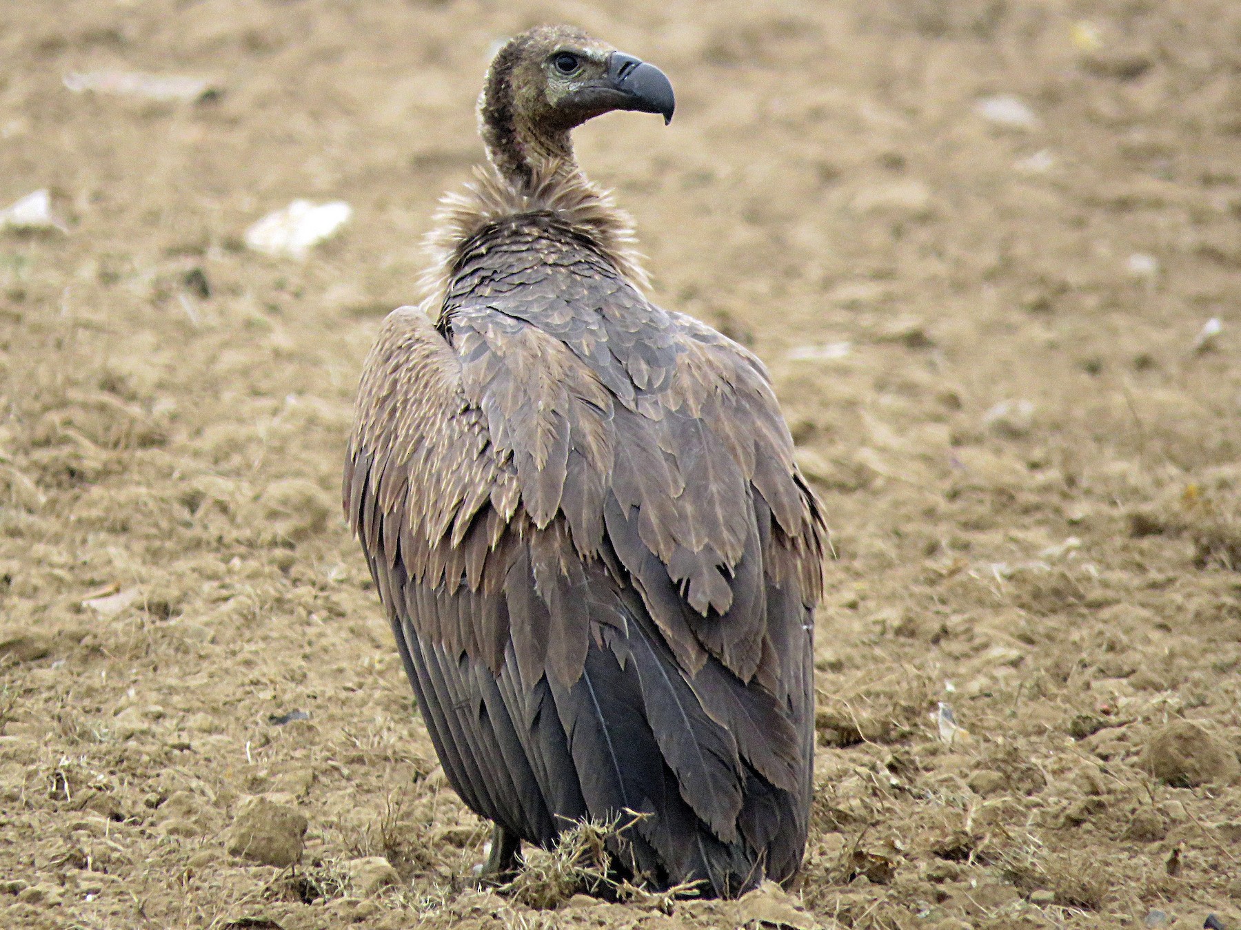 White-Rumped Vulture