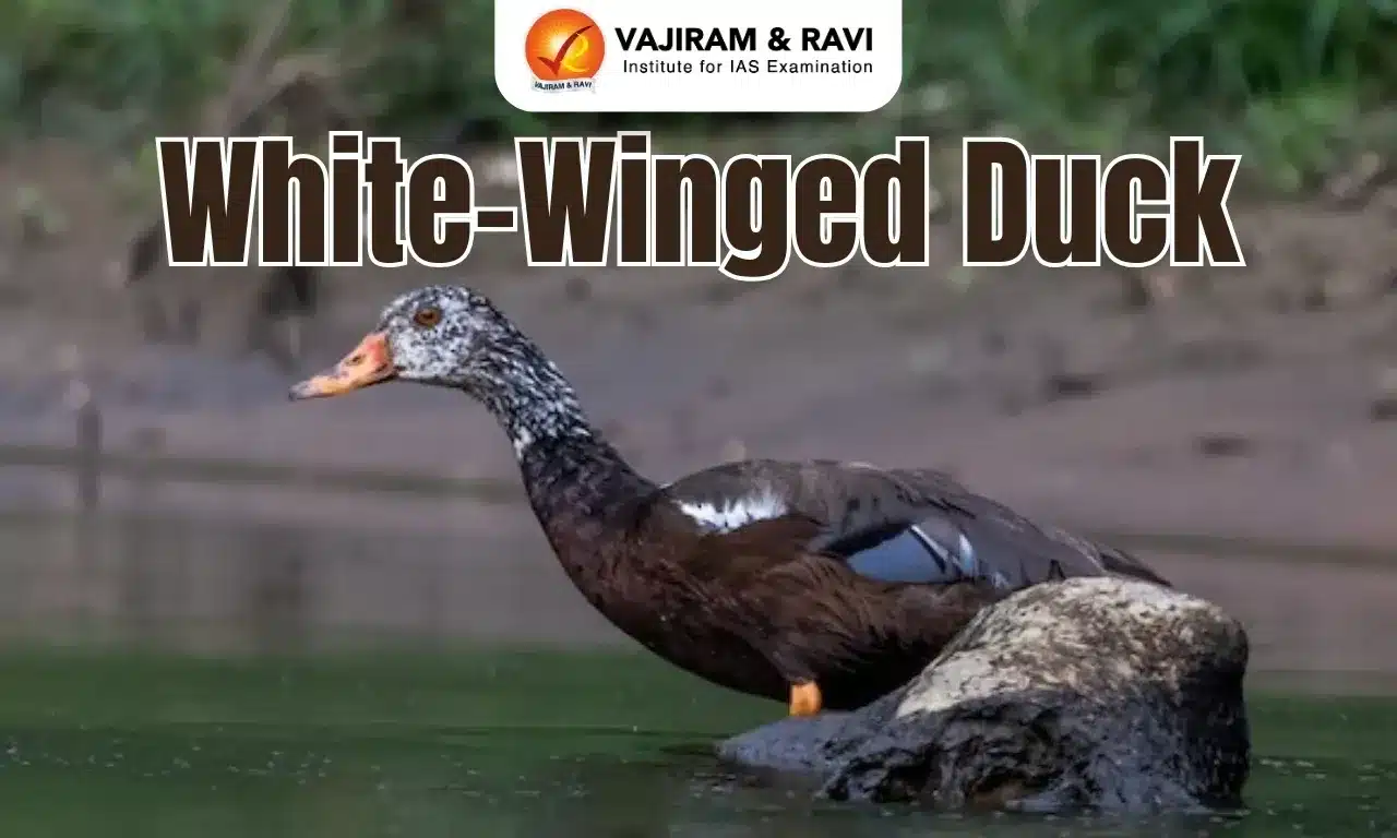 White-Winged Wood Duck