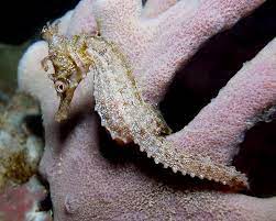 White’s Seahorse