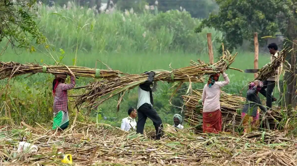 WTO’s Agreement on Agriculture (AoA)