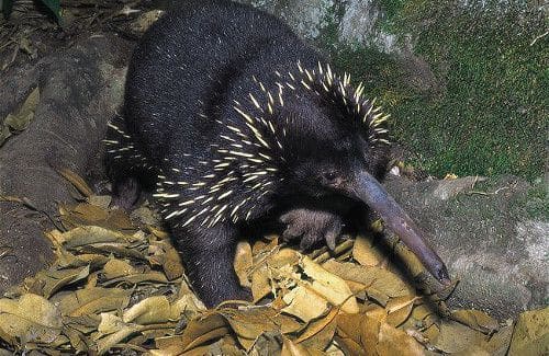 What is Zaglossus attenboroughi?