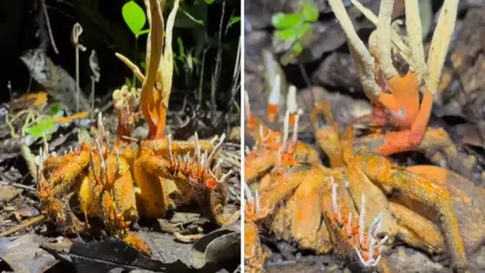 Zombie fungus