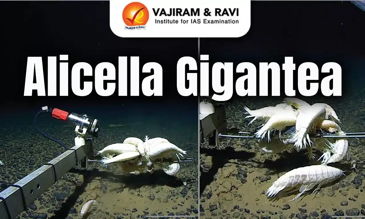 Alicella gigantea