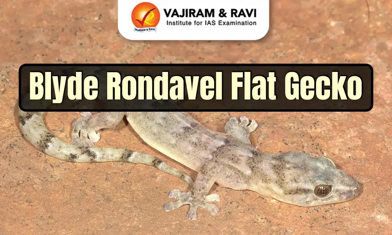 Blyde Rondavel Flat Gecko