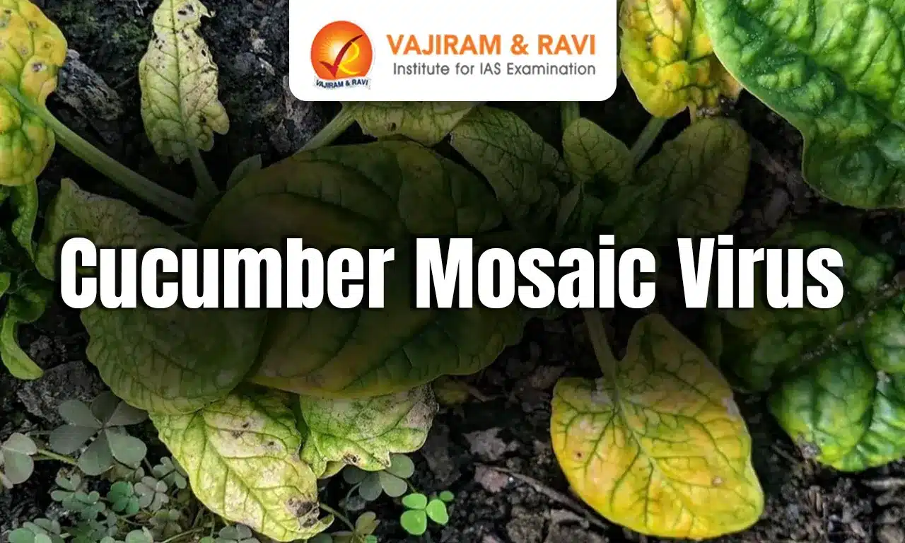 Cucumber Mosaic Virus (CMV)