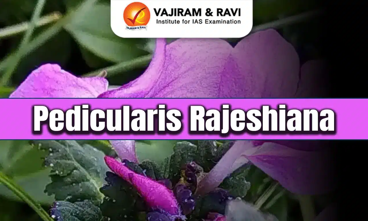 Pedicularis rajeshiana