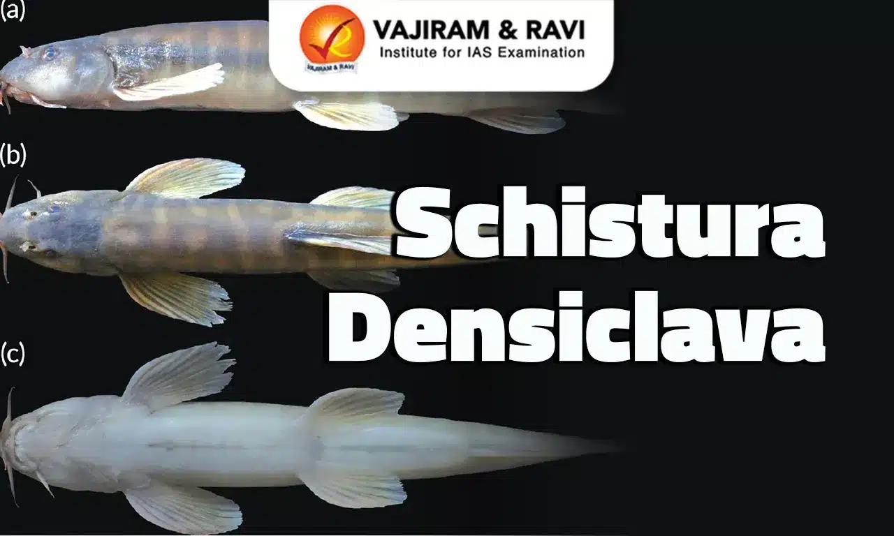 Schistura densiclava