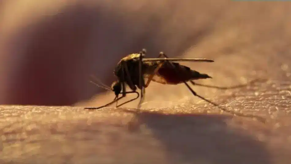 India’s Malaria Milestone: Highlights from WHO’s World Malaria Report 2024