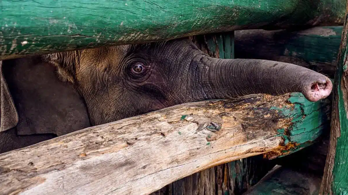 NGT Issues Notice to Madhya Pradesh, Centre on Bandhavgarh Elephant Deaths
