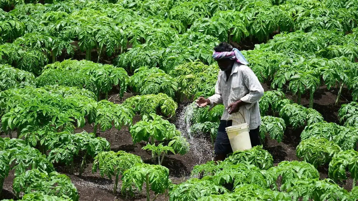 What Challenges does India Face in Fertilizer Imports?