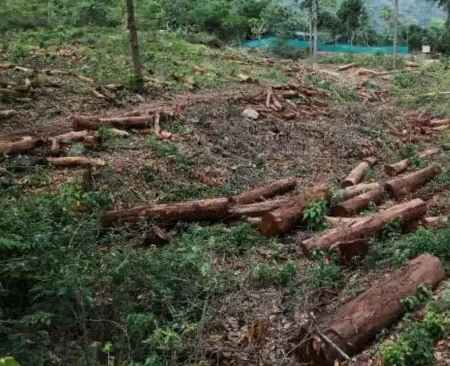 Why Growth of India’s Green Cover Raises Environmental Concerns