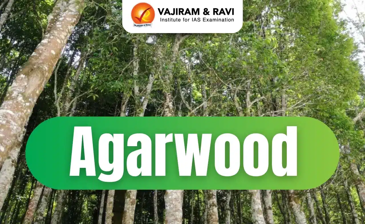 Agarwood