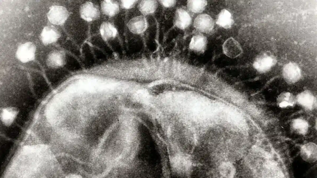 Bacteriophages