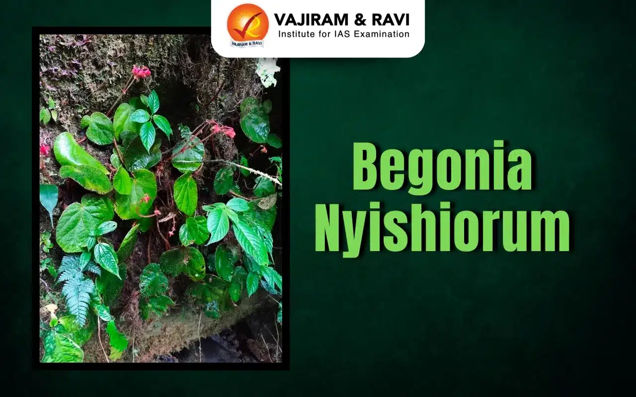 Begonia nyishiorum