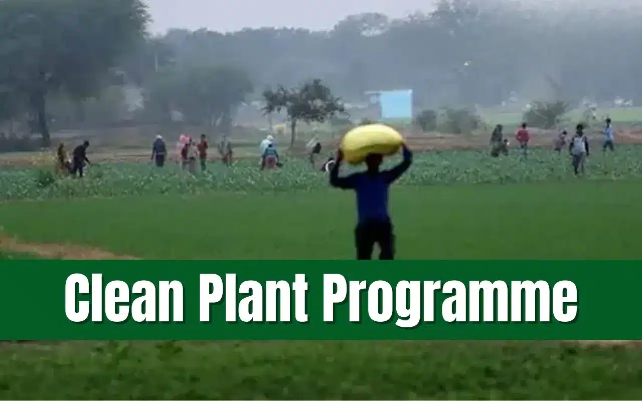Clean Plant Programme