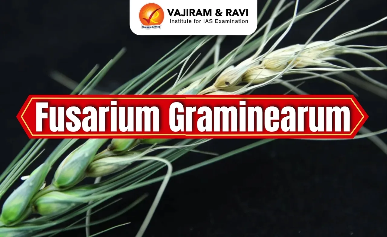 Fusarium Graminearum