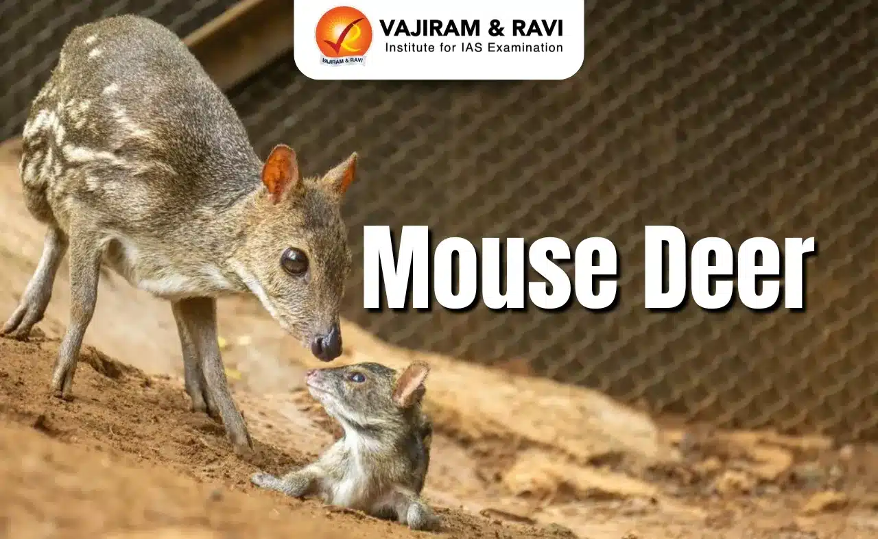 Mouse Deer