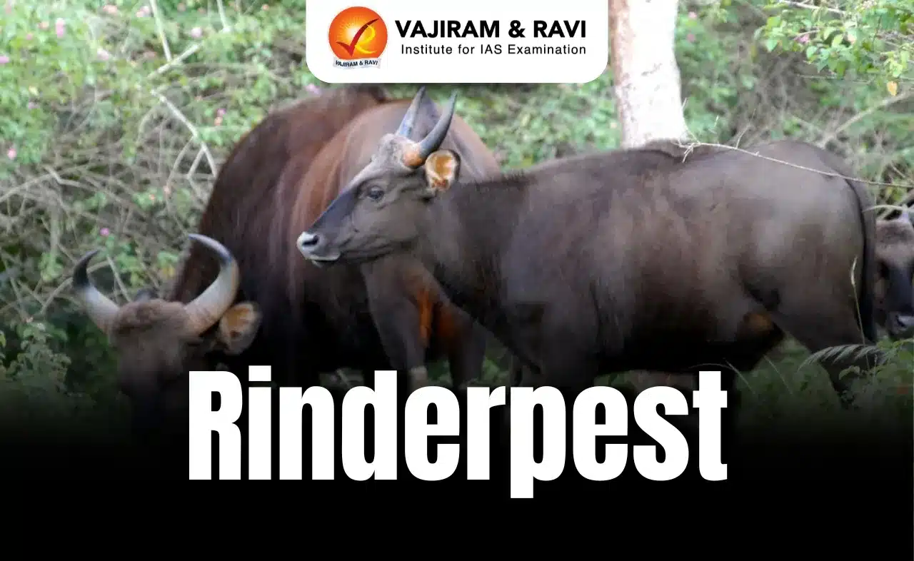 Rinderpest
