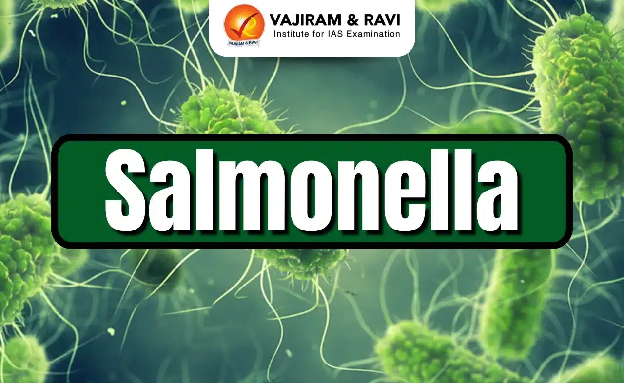 Salmonella